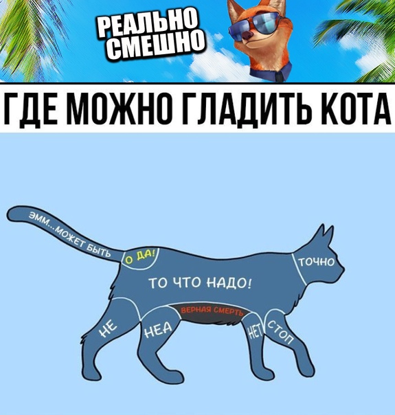 Где можно гладить кота картинка