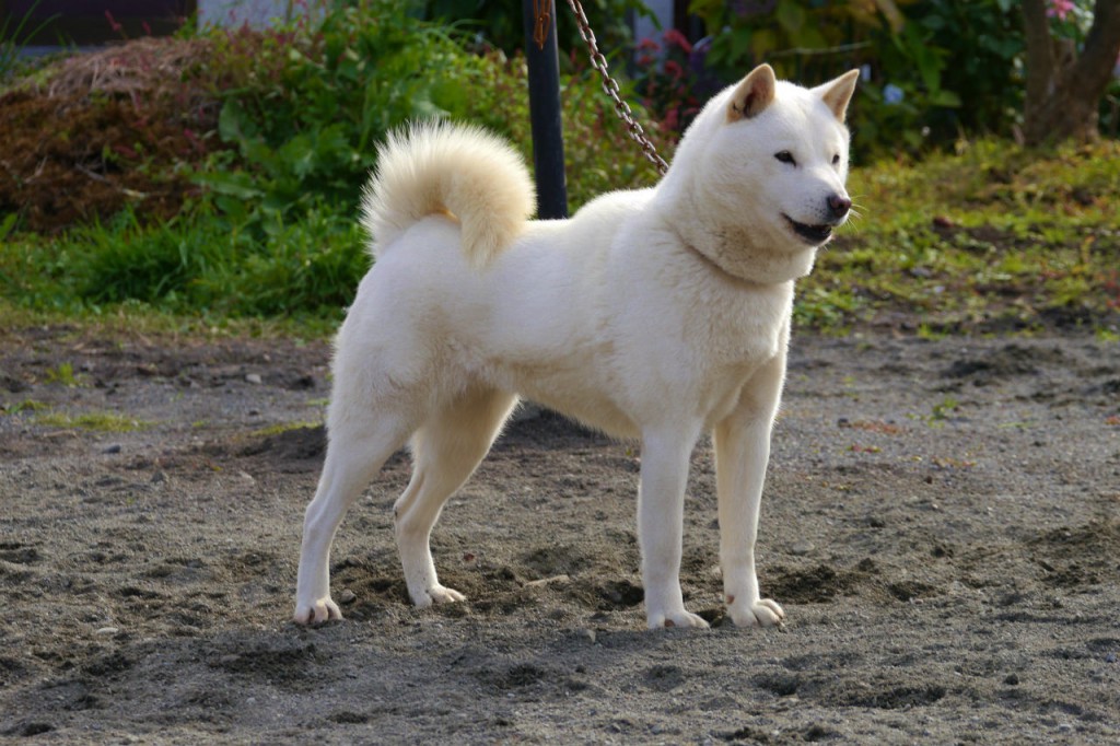 Пхунсан: внешние особенности и стандарт породы, характер японской собаки, отзывы и фото