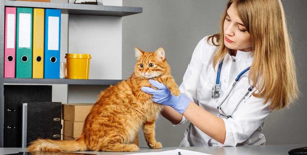 Фелинология. специалист по домашним кошкам: как называется и чем занимается каких домашних животных изучает наука фелинология