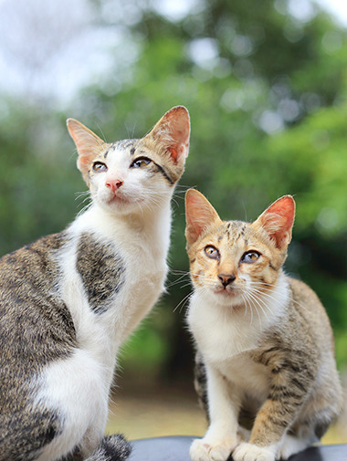 Варианты приучения кошки к новому месту жительства и хозяину, примеры разных пород