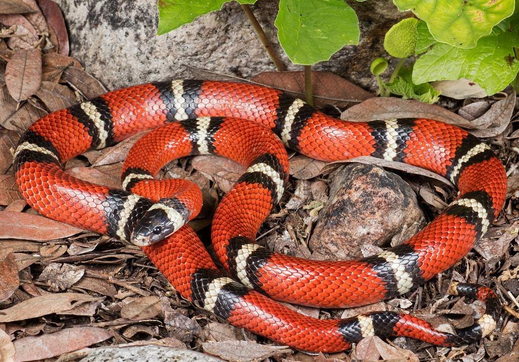 Ядовитые и домашние виды змей