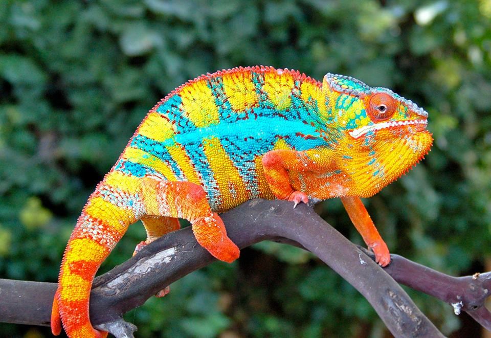 Почему хамелеон меняет цвет: описание и интересные факты :: syl.ru