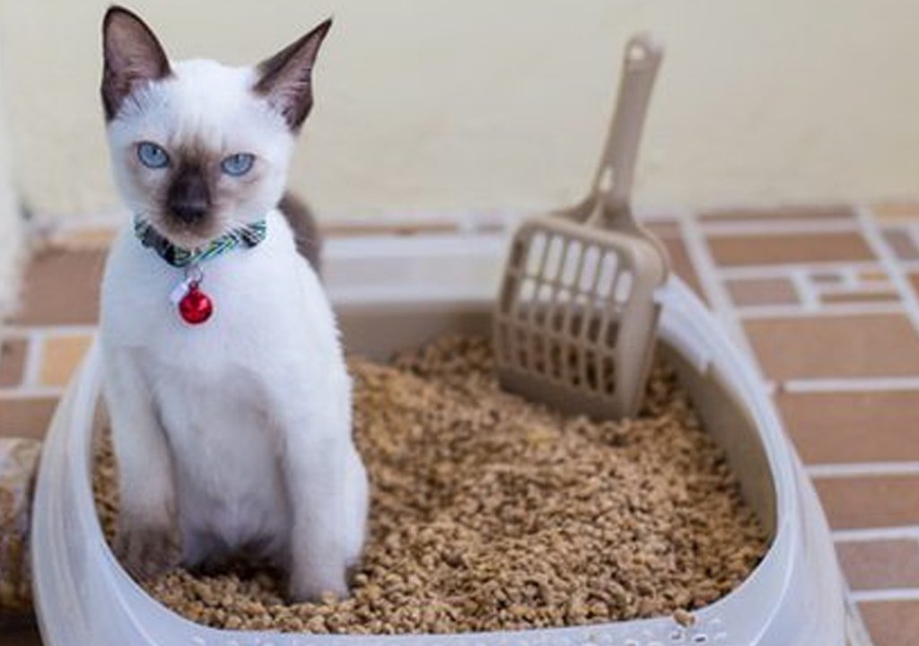 Все о лотках для кошки: как выбрать лучших туалет с высоким бортиком и решетками