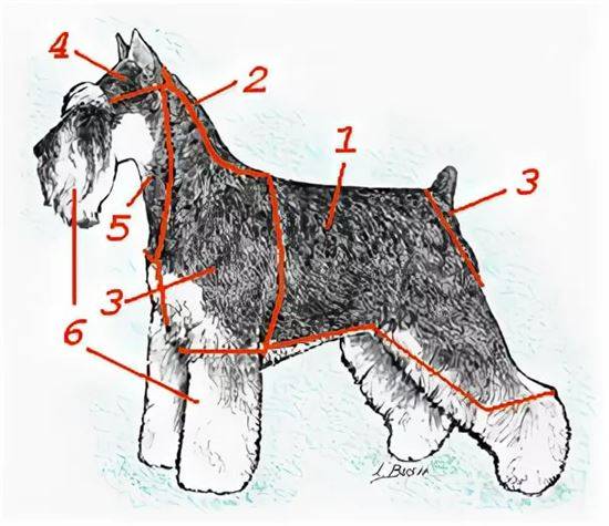 Тримминг собак: инструменты, инструкция тримминга с видео | petguru