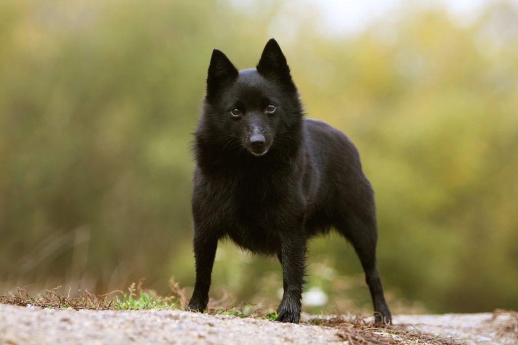Шипперке собака описание породы и фото, цены щенка, отзывы