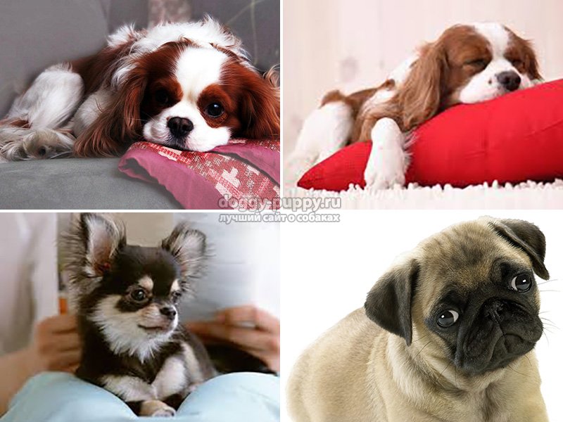Породы собак для квартиры: спокойные, недорогие, умные, самые здоровые, охранные (фото с названиями) питомцы, которых лучше завести для содержания дома. топ