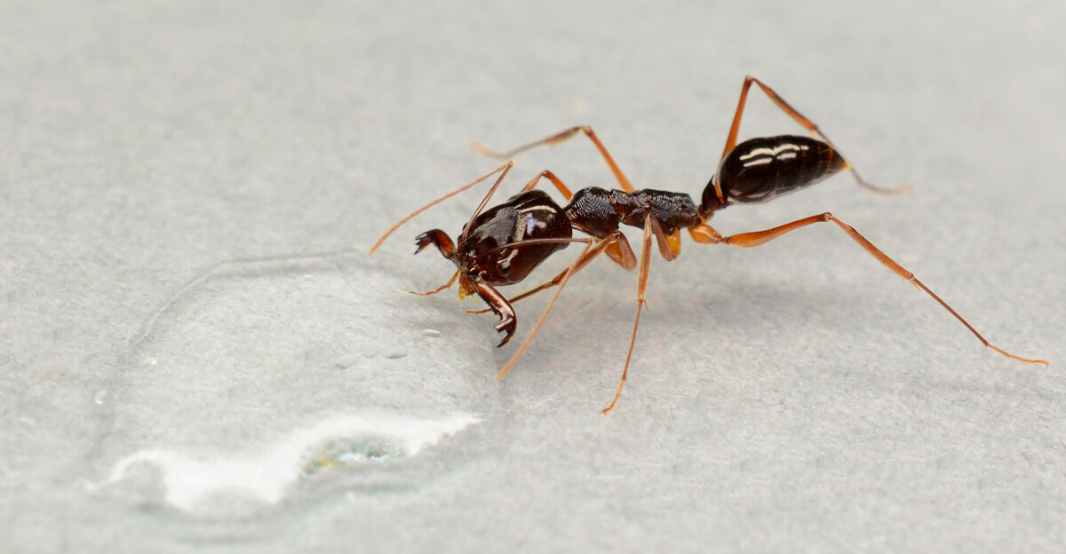 Самый обыкновенный одонтомахус | клуб любителей муравьев