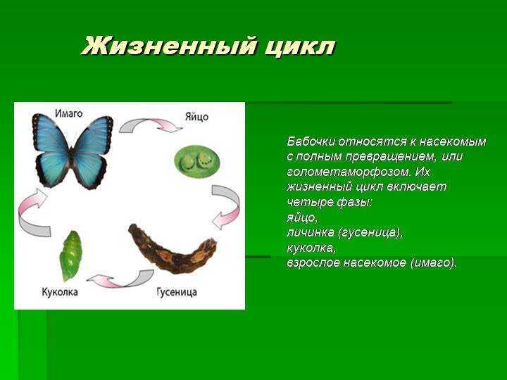 Развитие бабочки схема. Жизненный цикл бабочки схема. Цикл развития бабочки схема. Этапы жизненного цикла бабочки. Цикл жизни бабочки схема.