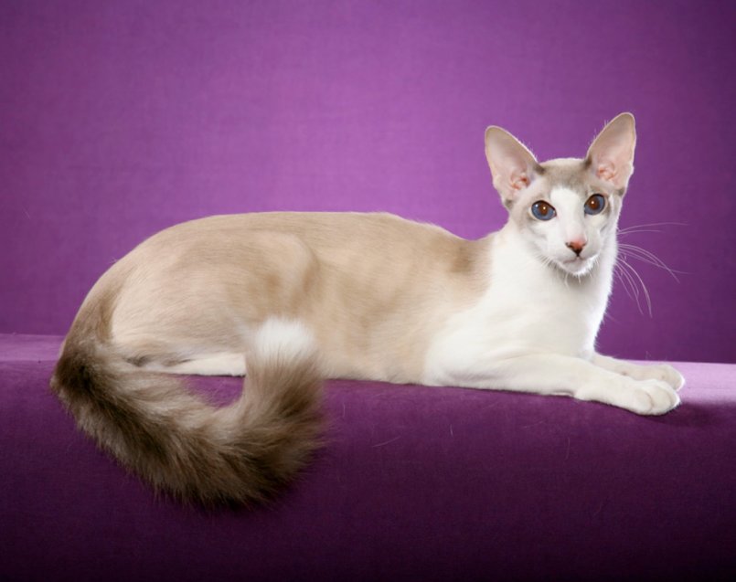 Балинезийская кошка (балинез): фото и цена, внешний вид и характер породы