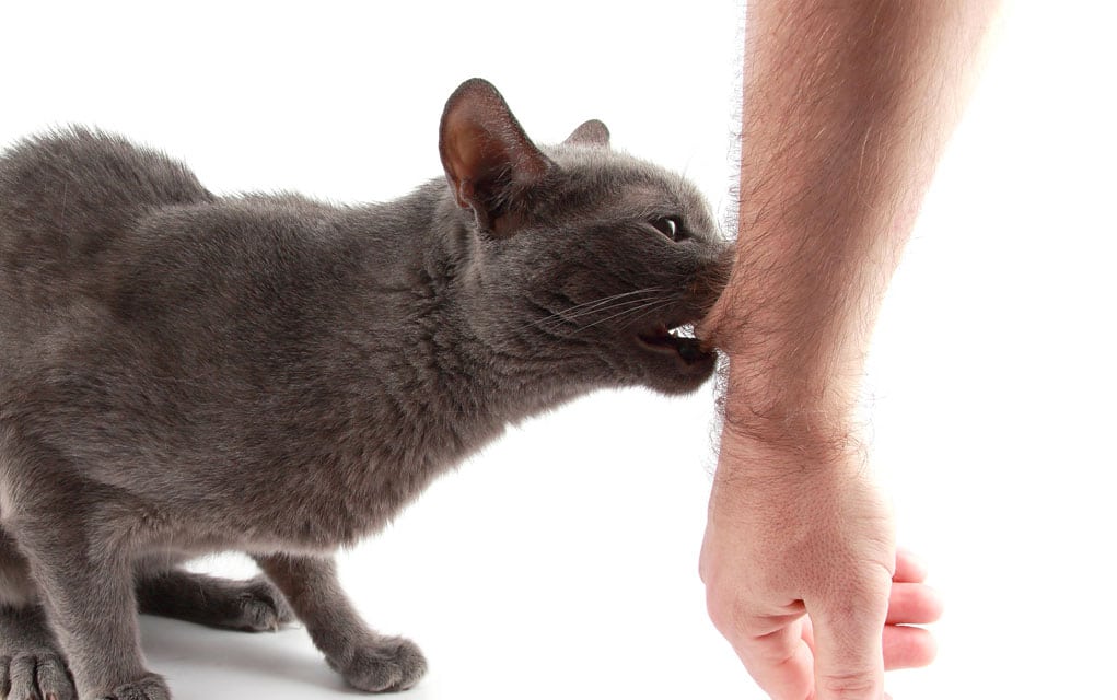 Агрессия у кошек и котов: основные причины и способы решения проблемы