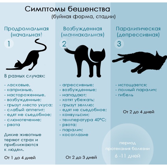 До какого возраста растут коты и кошки | обычные, домашние и другие породы