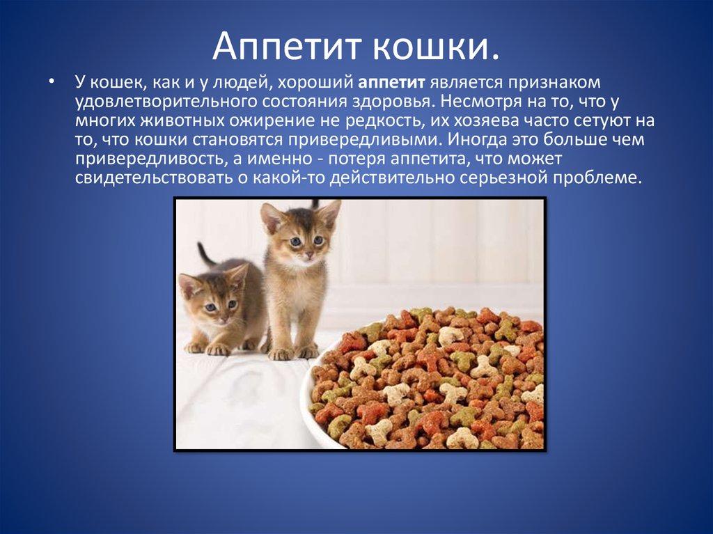 Каши для котят 3 недели