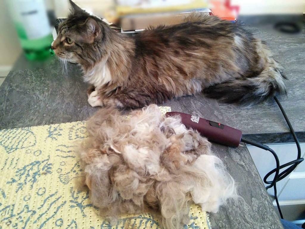 Если подстричь кошку для нее не стресс