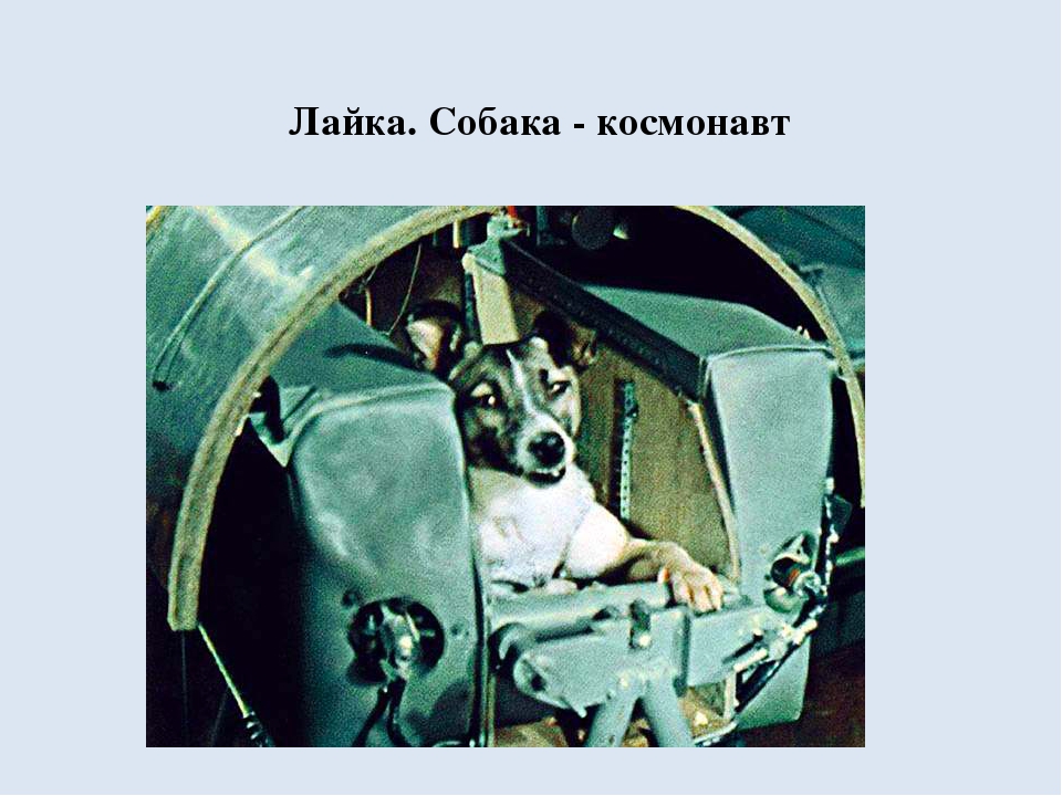 Первая собака в спутнике. Лайка первый космонавт. Собака лайка 1957. Первая собака космонавт лайка. Собака лайка в космосе.