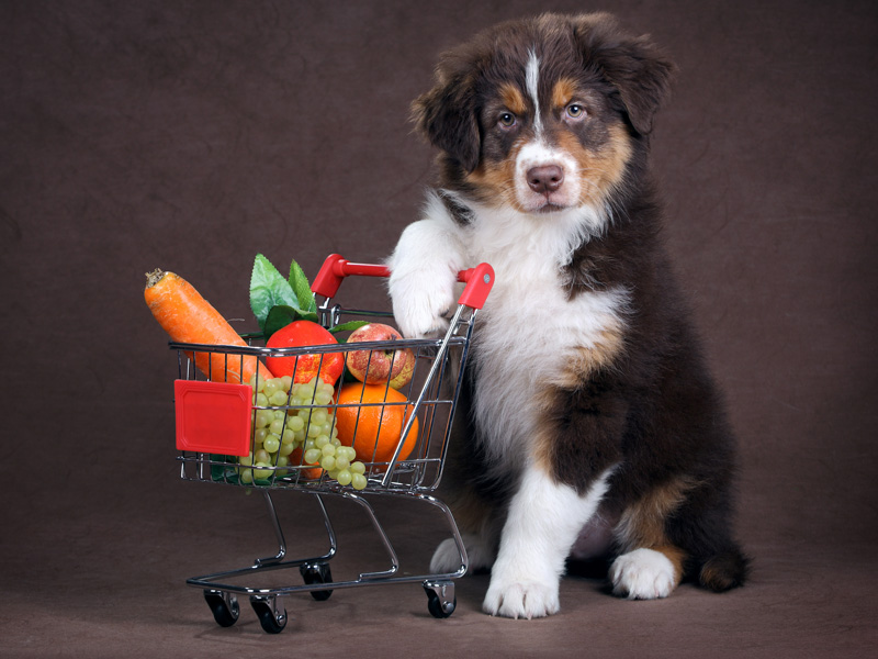 Можно ли собаке яблоки: мнение ветеринаров
