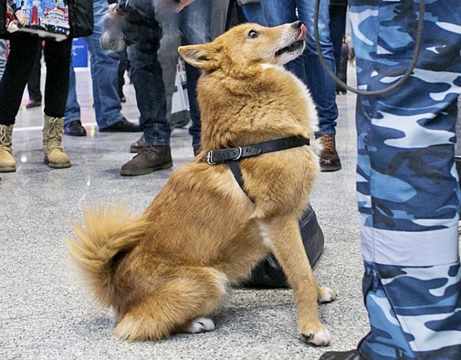 Собака сулимова: фото, происхождение, описание и особенности