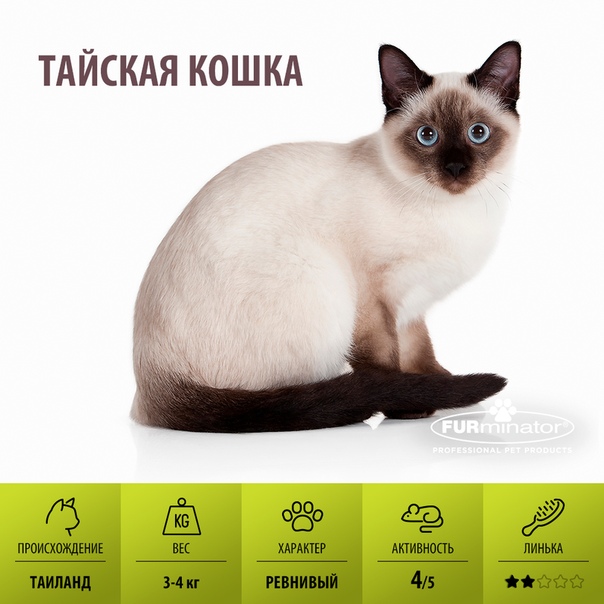 Сиамский кот: описание породы, характер, фото, особености...