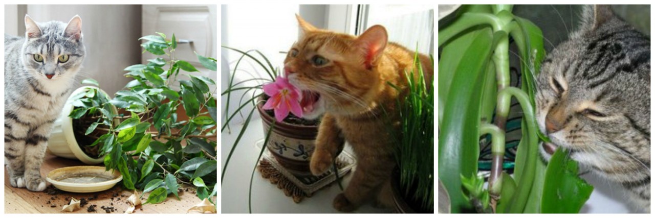 Как отучить кошку лазить в цветочные горшки, есть цветы или использовать грунт в качестве туалета: 6 действенных методов