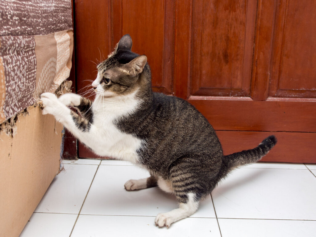 Как наказать кота за плохое поведение, можно ли бить кошку в целях воспитания?
