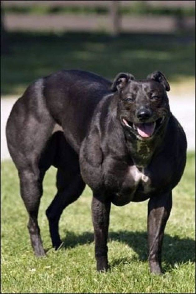 Названия мускулистых пород собак