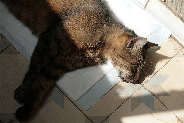 Отравление антифризом  у кошек - симптомы, лечение и прогноз в москве. ветеринарная клиника "зоостатус"