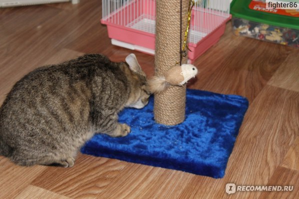 Как приучить котенка к когтеточке в квартире: 5 простых способов