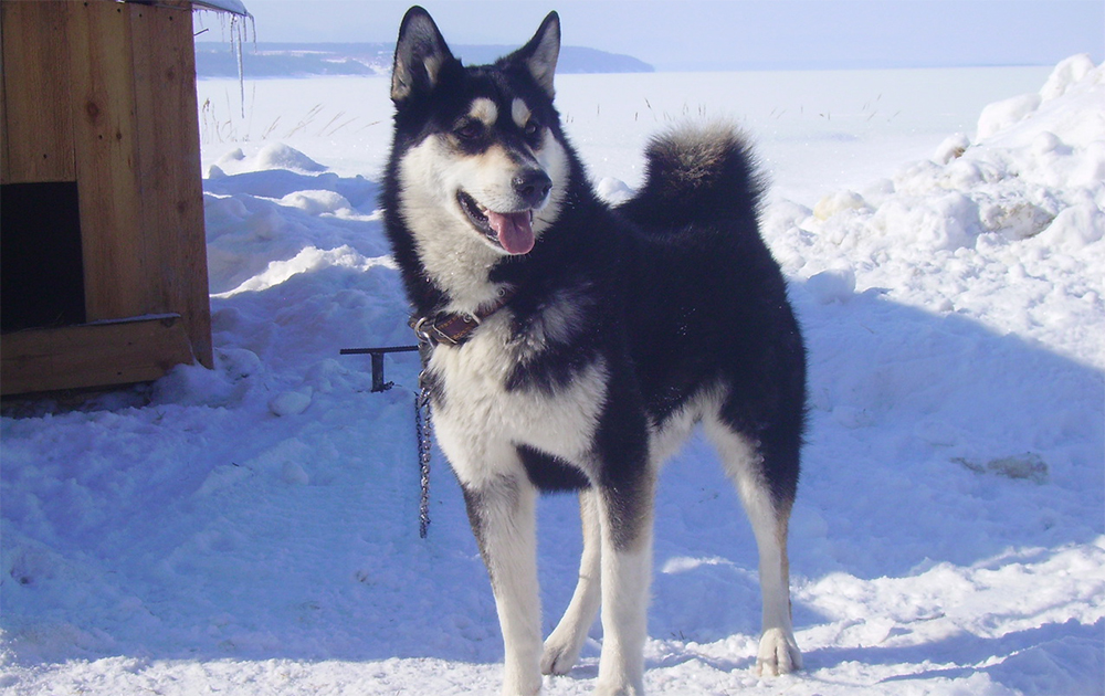Восточно-сибирская лайка: описание породы, характер собаки, фото, цена щенков