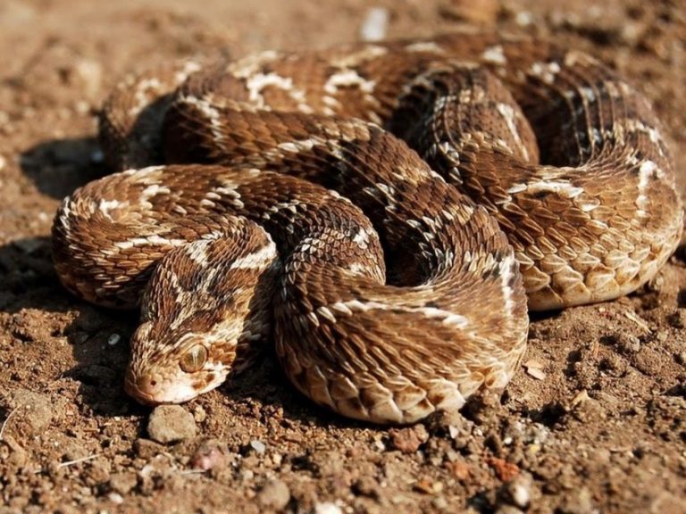 Неядовитые змеи: какие рептилии не опасны для человека - сибирский сад