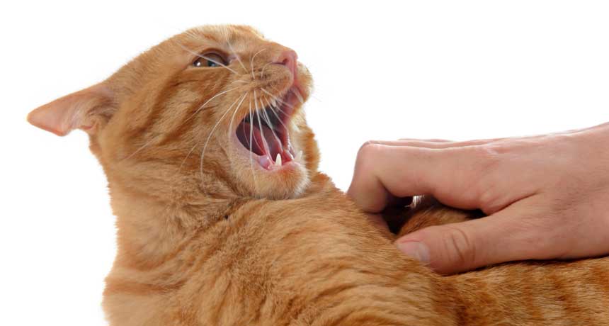 Почему кошка чихает и что делать