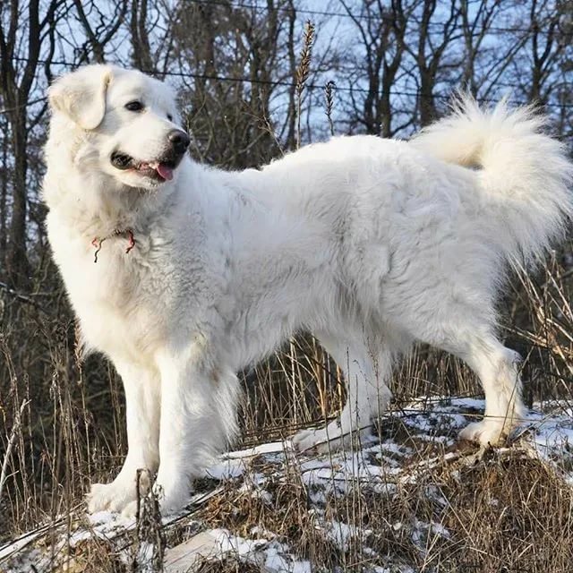 Описание словацкого чувача с фото и характер собак, стандарт породы, особенности ухода и воспитания