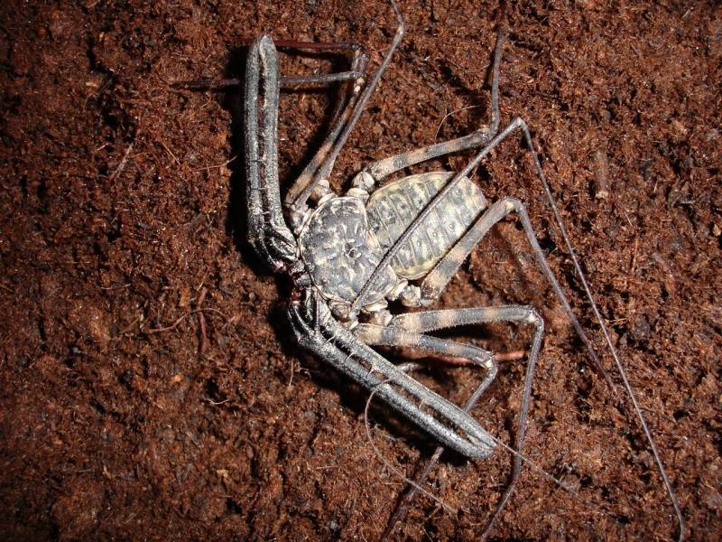 Домовой паук (комнатный): фото и описание, сколько живёт, опасен ли укус для человека