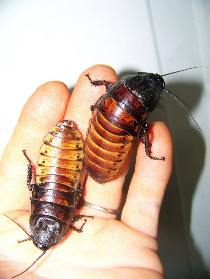 Аргентинский таракан (blaptica dubia): описание, содержание, разведение