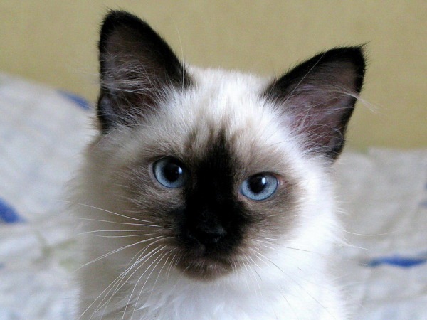 Балинезийская кошка: особенности породы, уход, содержание, цена