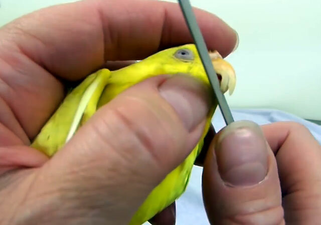 Нужно ли подстригать клюв волнистому попугаю и как правильно это делать