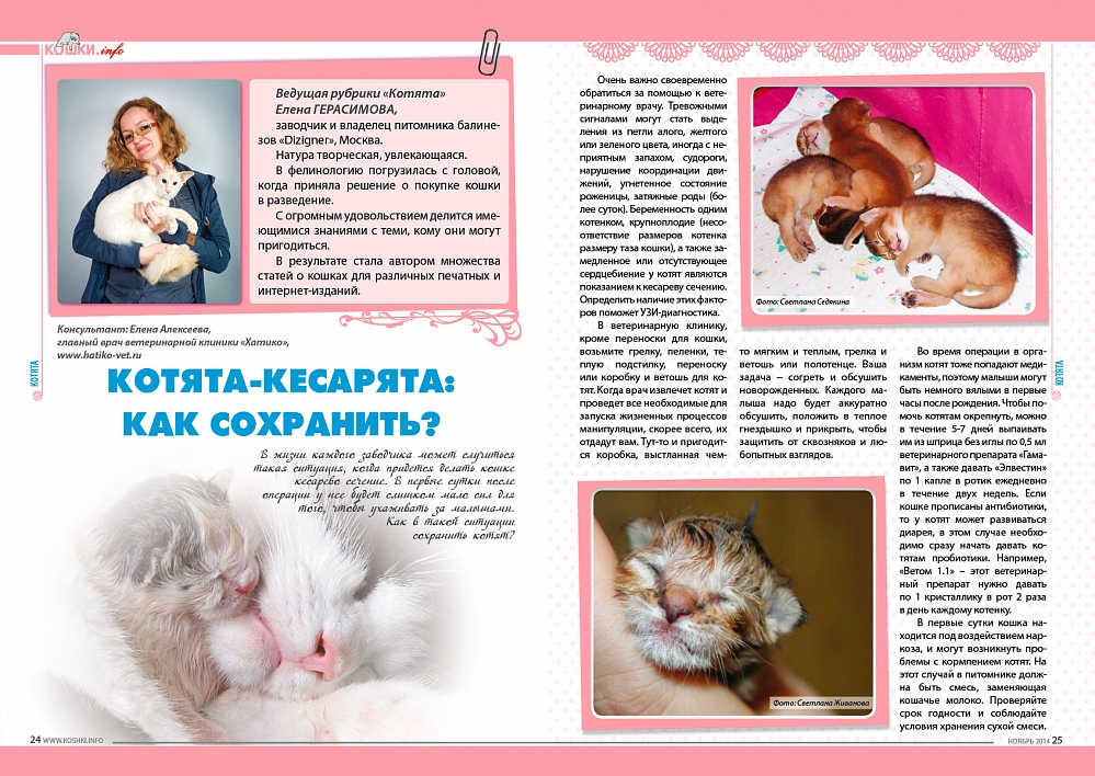 Всё о воспитании кошек