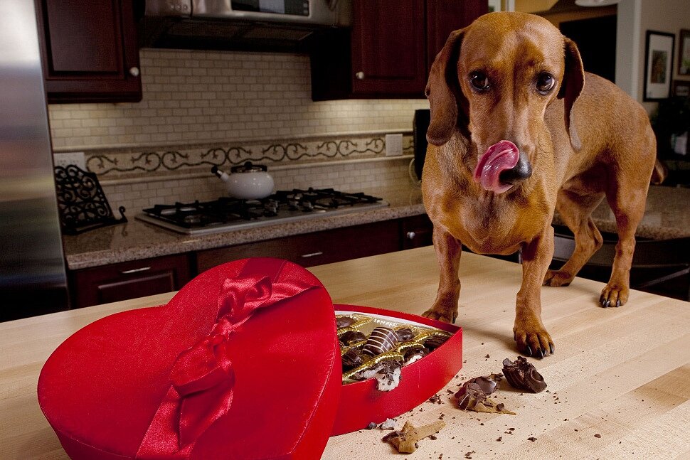 Почему собакам нельзя шоколад: что делать если съела