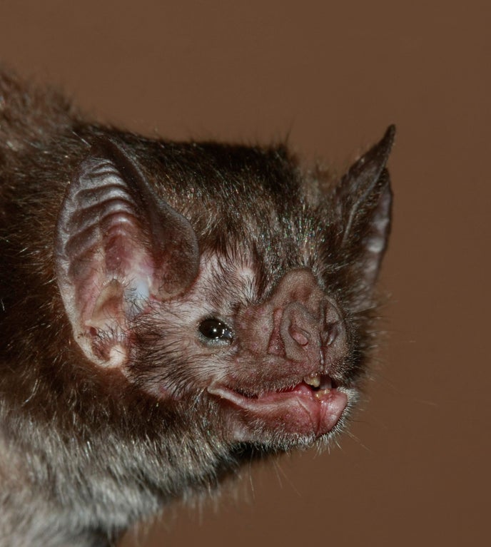 Обыкновенная летучая мышь-вампир - common vampire bat - abcdef.wiki