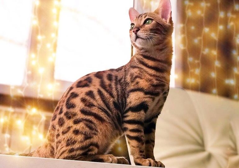 Бенгальская кошка (79 фото): описание котов бенгальской породы. размеры котят, похожих на леопарда и взрослых кошек пятнистого окраса. отзывы владельцев