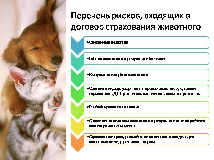 Страхование животных в россии. правила страхования животных сельскохозяйственных и домашних
