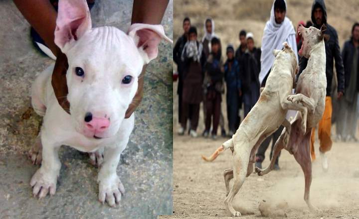 ᐉ характеристика породы собак гуль донг, правила содержания животного - zoovet24.ru