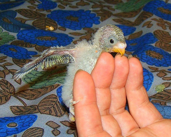 Птенец волнистого попугая 1 месяц фото