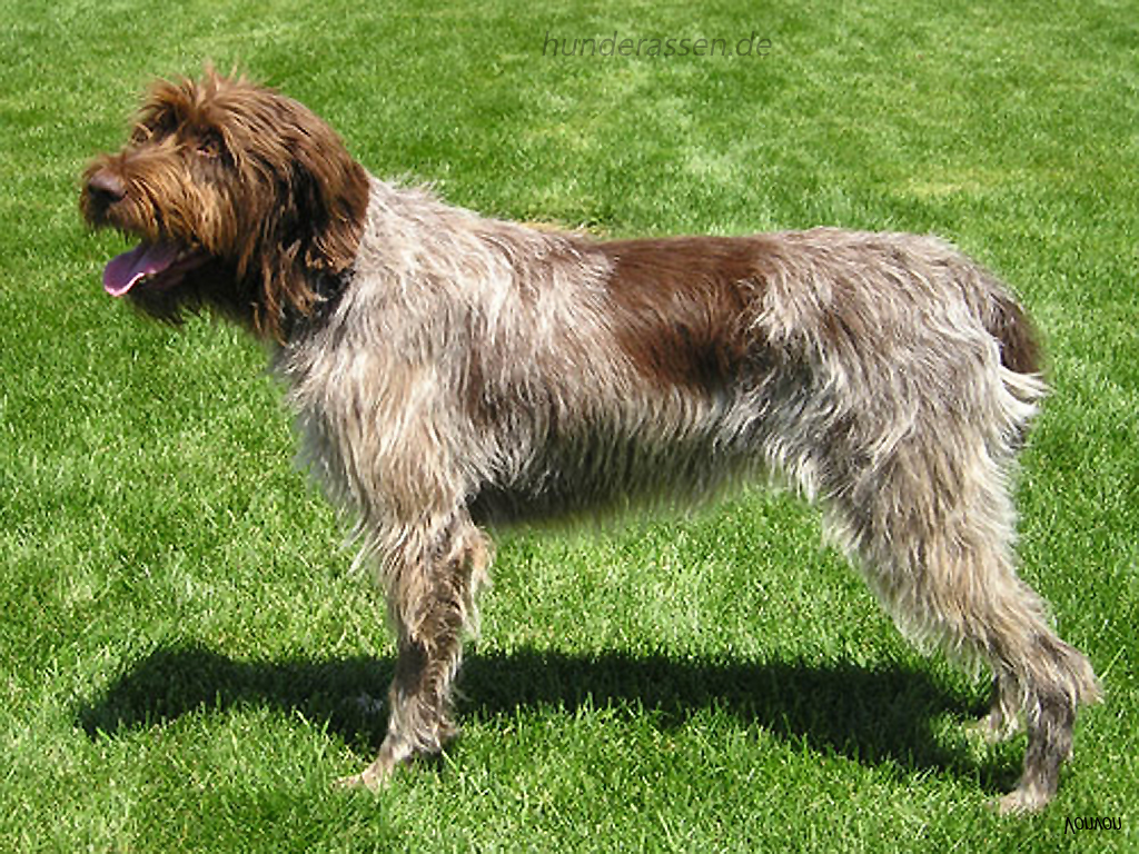 Порода собак гриффон — фото, описание, характер, особенности ухода, отзывы владельцев