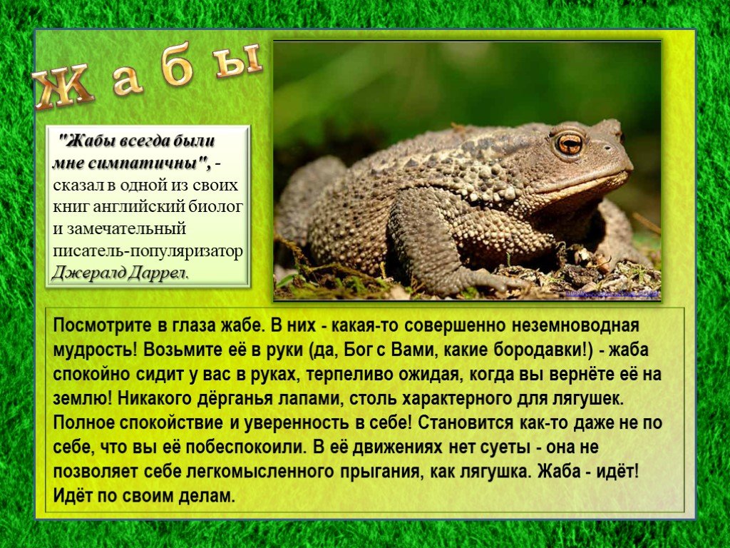 Жаба земляная. образ жизни и среда обитания земляной жабы