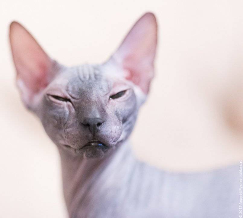 Донской сфинкс: описание породы и фото, уход и содержание, цена котят + отзывы