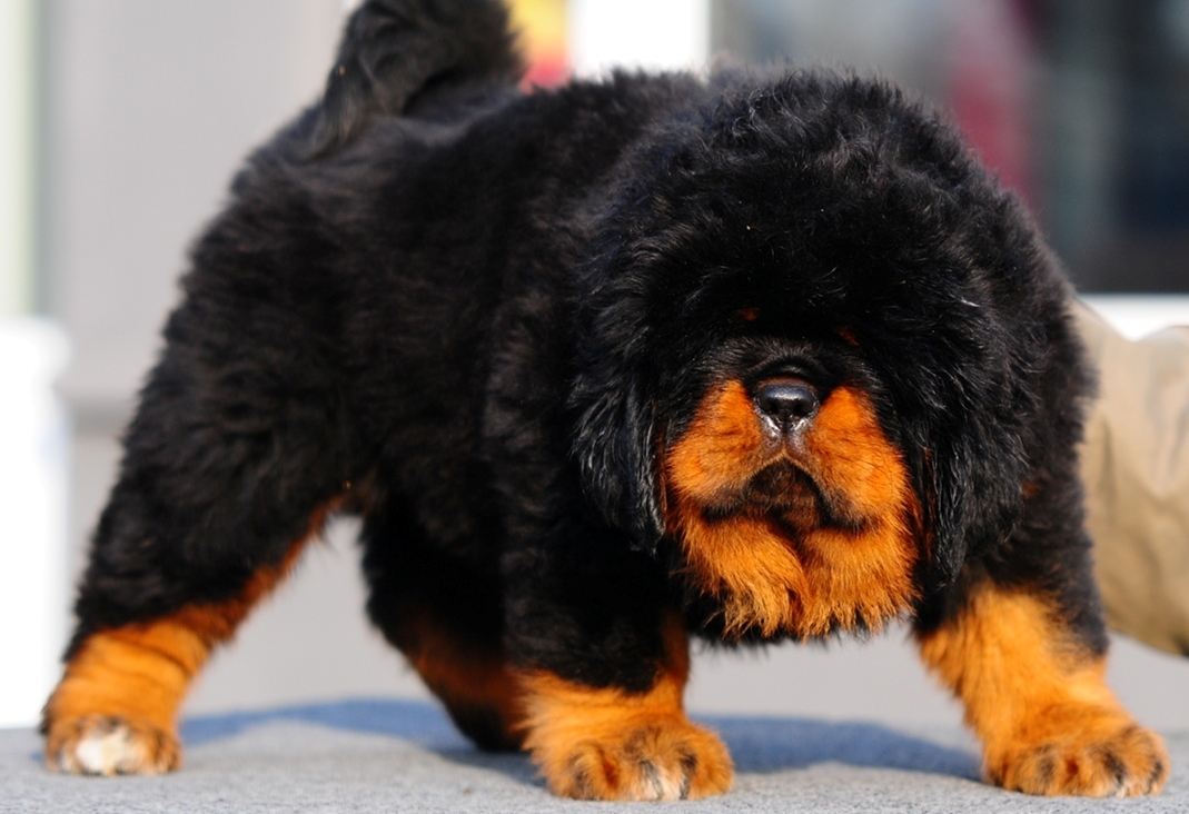 Самые дорогие собаки в мире — топ 27 пород: фото с описанием и характеристиками