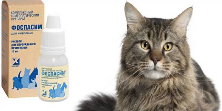 Препарат фоспасим для кошек залог спокойствия питомца