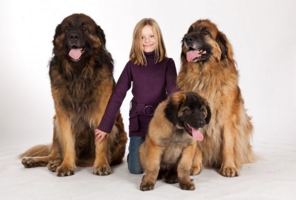 Большие собаки для квартиры: какие крупные породы подходят? милые здоровяки для детей
