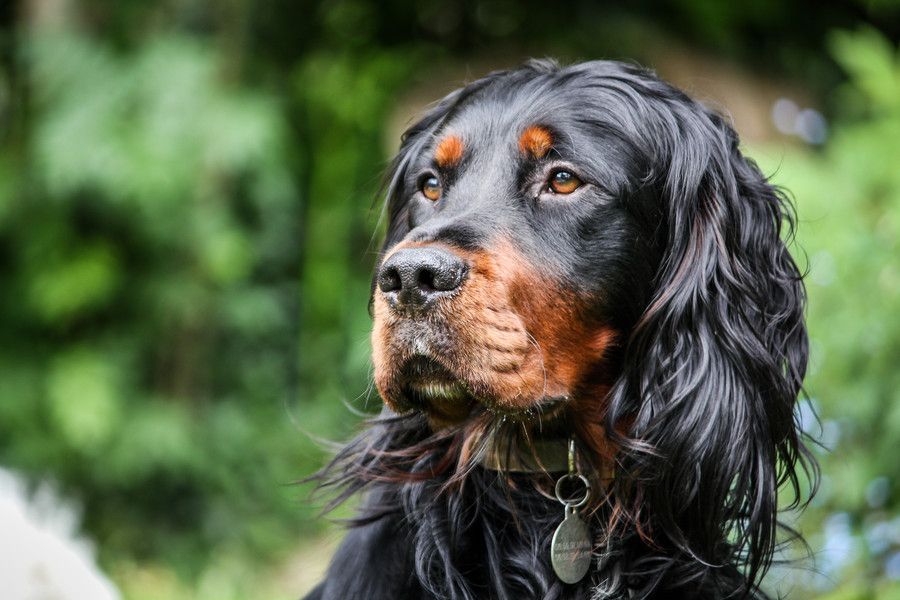 Шотландский сеттер (34 фото): описание собак породы гордон. разновидностью какой породы они являются?