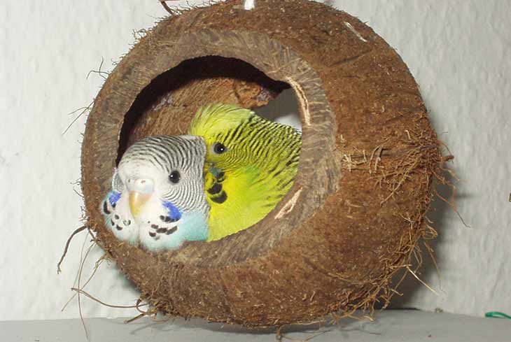 Гнездо (домик) для волнистых попугаев: когда ставить, из чего и как сделать своими руками, что класть в него