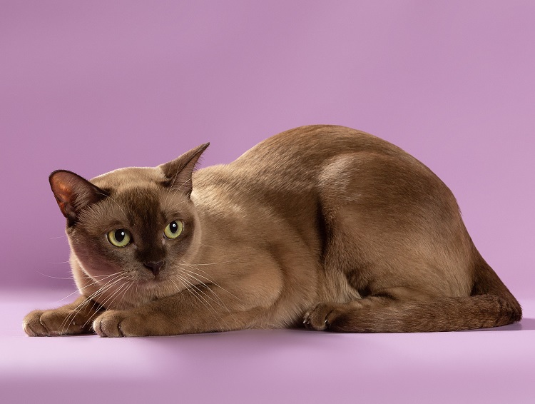Бурманская кошка: описание породы и характера (фото окрасов и цена)